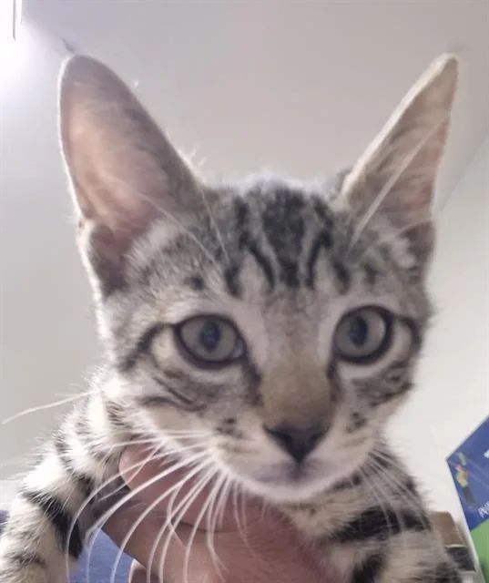A baby small-sized male Domestic Short Hair cat named Seamus for adoption in Bakersfield, CA