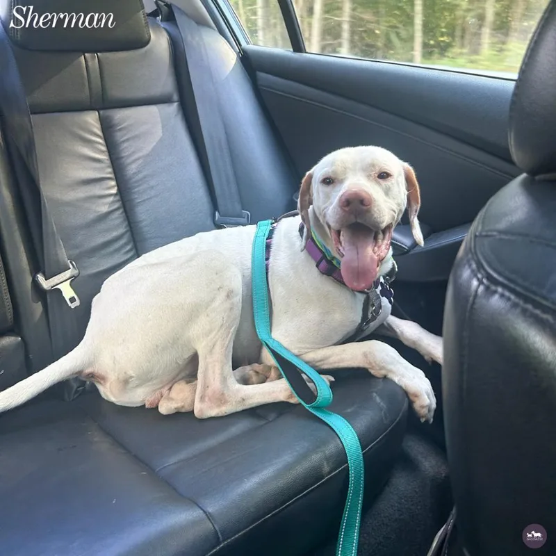 An adult medium-sized male English Pointer dog named Sherman for adoption in Hopkinton, MA