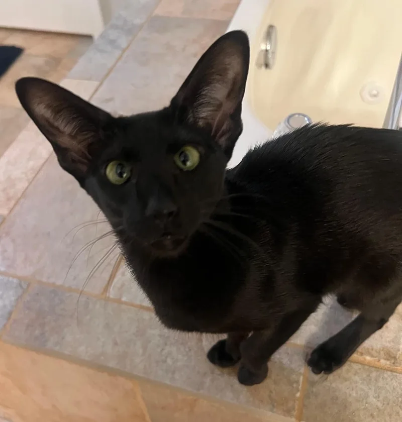 Miso  A Spicy thumbnail 2