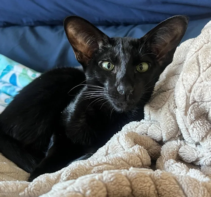 Miso  A Spicy thumbnail 3