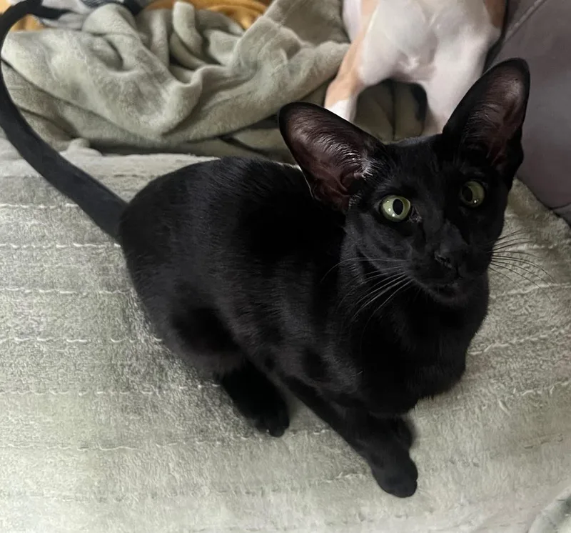 Miso  A Spicy thumbnail 4