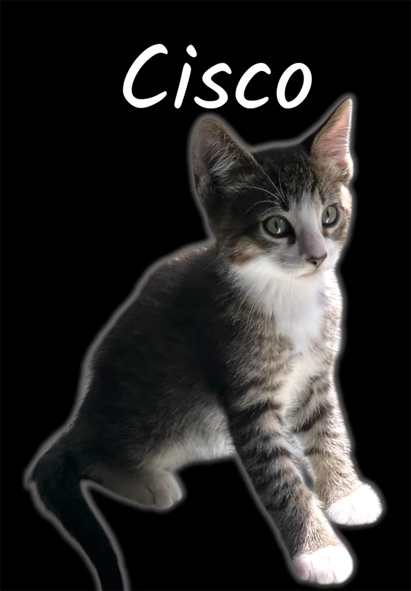 A baby small-sized male Tabby (Brown / Chocolate) Domestic Short Hair cat named Cisco for adoption in Auburn, CA