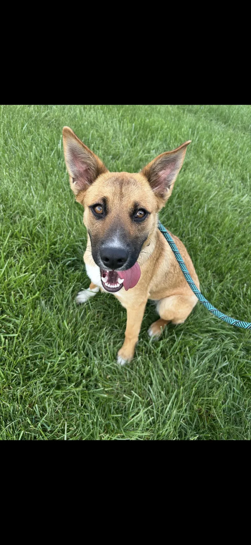 A young medium-sized female Apricot / Beige Mixed Breed dog named Jelly for adoption in Yorkville, IL