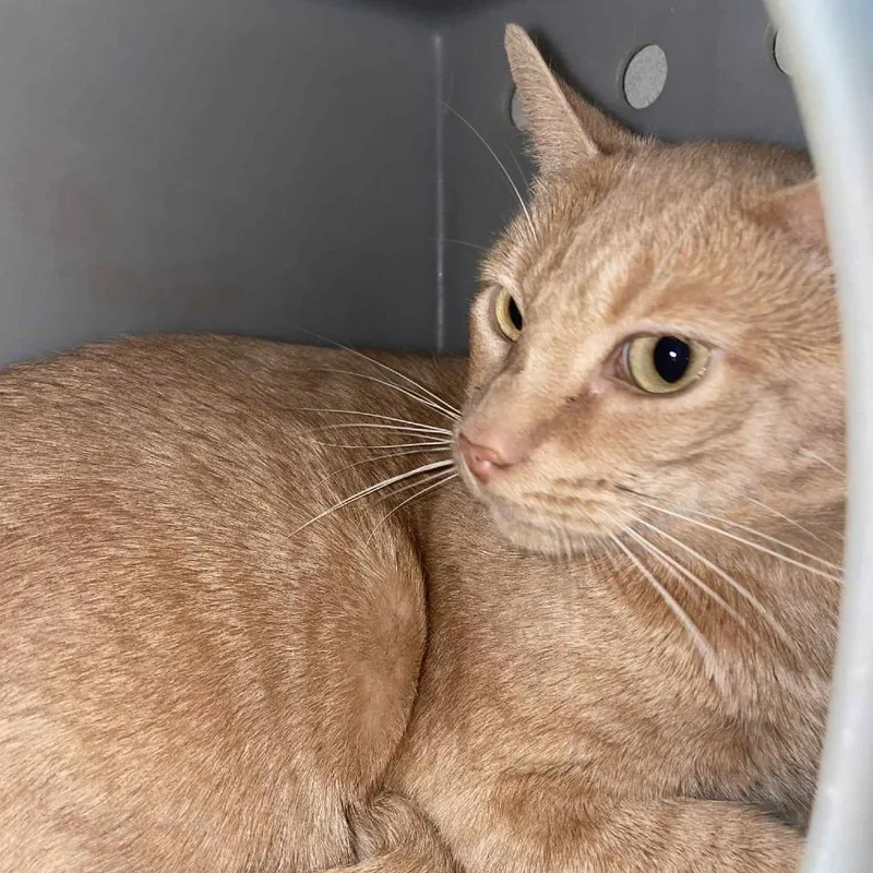 An adult small-sized male Buff / Tan / Fawn Domestic Short Hair cat named Manny for adoption in Hemet, CA