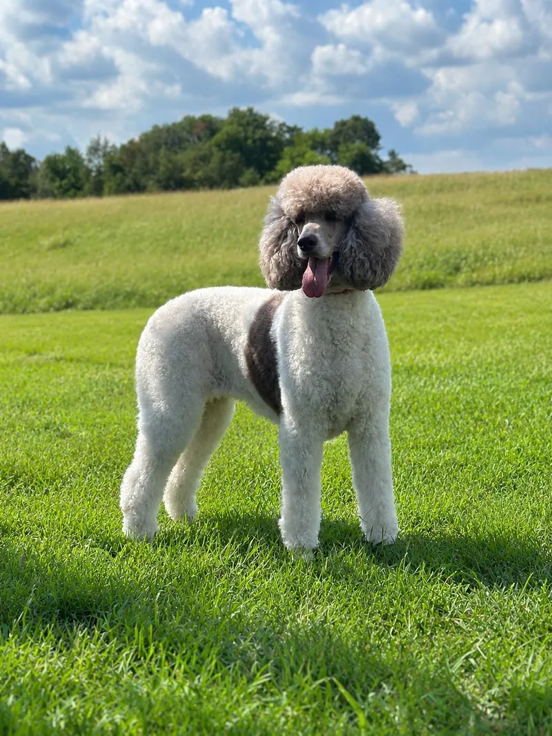 An adult large-sized female Standard Poodle dog named Lexa Jul for adoption in Pacolet, SC
