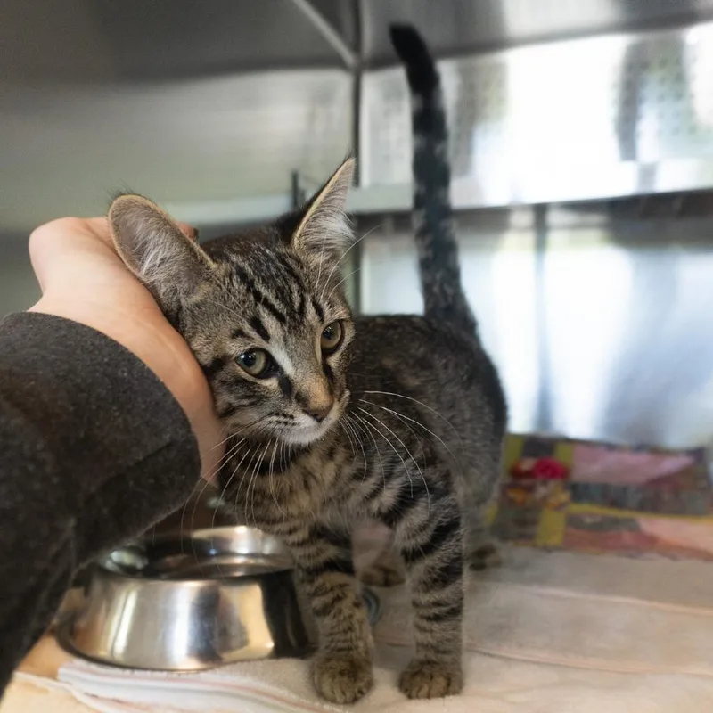 A baby small-sized female Brown / Chocolate Domestic Short Hair cat named Charlene Sinclair for adoption in Asheville, NC