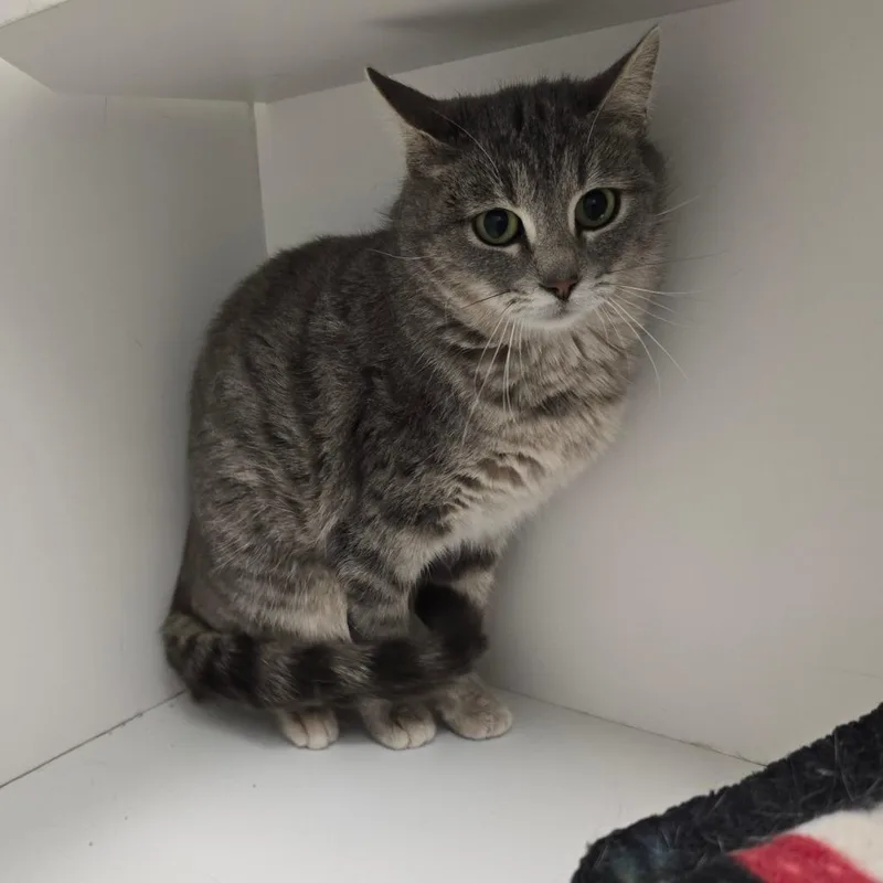 A young medium-sized female Gray / Blue / Silver Domestic Short Hair cat named Raya for adoption in Jasper, IN
