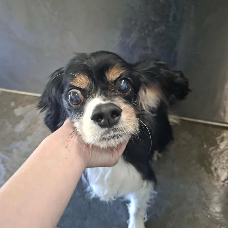 A senior small-sized female Black Cavalier King Charles Spaniel dog named Tempe for adoption in Hannibal, MO