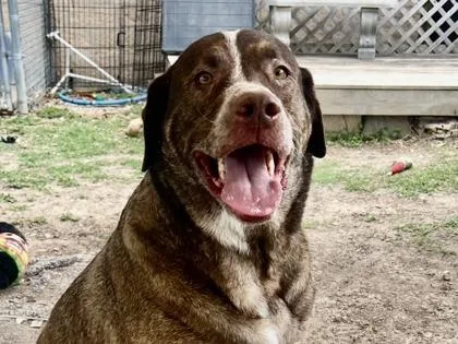 A senior extra large-sized male Brown / Chocolate Mixed Breed dog named Kodiak for adoption in Georgetown, TX