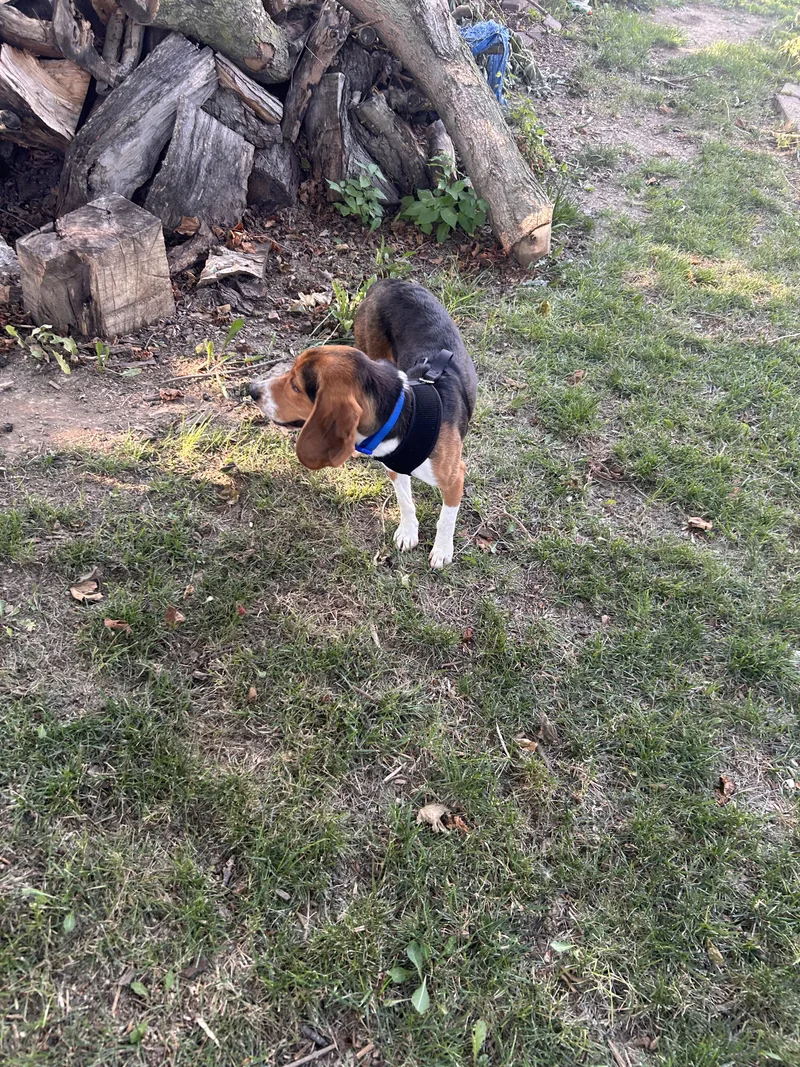 A young medium-sized male Brown / Chocolate Beagle dog named Milo for adoption in New Albany, OH