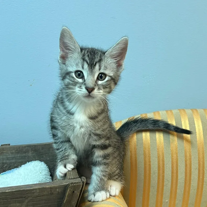 A baby small-sized male Brown / Chocolate Domestic Medium Hair cat named Rob Roy for adoption in Granville, OH