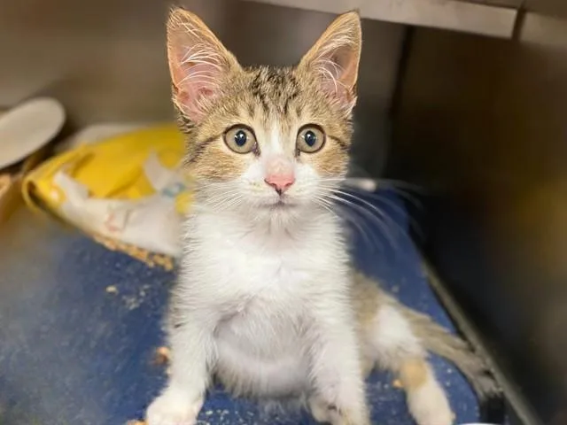 A baby small-sized male Domestic Short Hair cat named Kylo Ren for adoption in Fort Wayne, IN