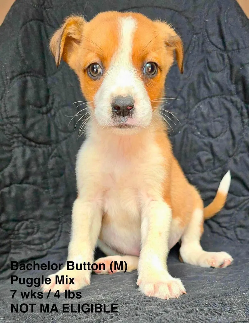 A young small-sized male Pug dog named Bachelor Button for adoption in Pomfret Center, CT