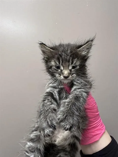 A baby small-sized male Domestic Medium Hair cat named Niko for adoption in Ontario, CA