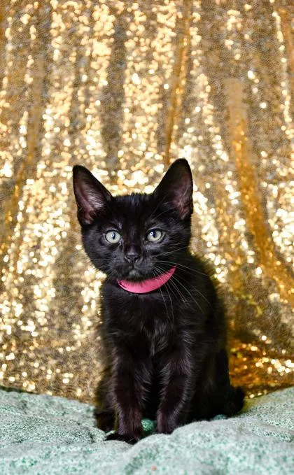 A baby small-sized female Domestic Short Hair cat named Shine for adoption in Yakima, WA