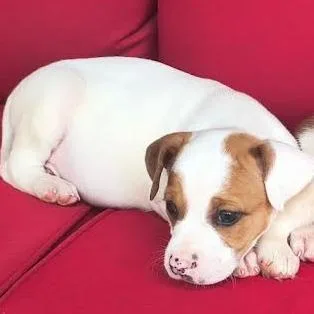 A baby medium-sized female White / Cream Mixed Breed dog named Sadie for adoption in Wappingers Falls, NY