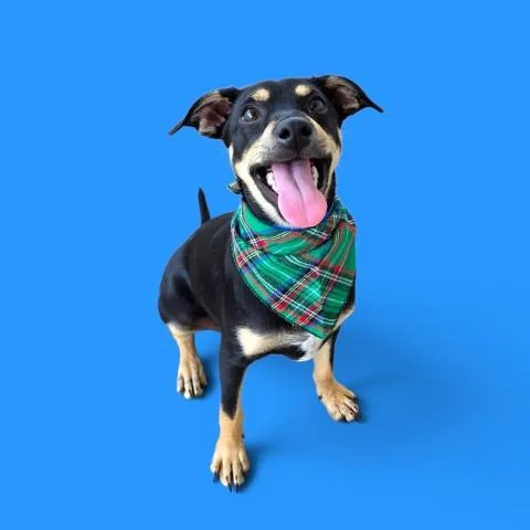 A young small-sized male Chihuahua dog named Smitty for adoption in Bakersfield, CA
