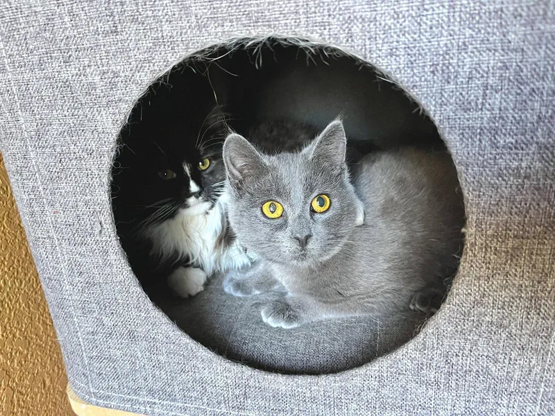 A baby medium-sized female Gray / Blue / Silver Domestic Short Hair cat named AMORE Bonded with for adoption in Fremont, CA