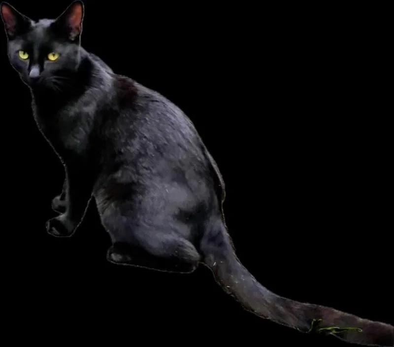 An adult medium-sized male Black Domestic Short Hair cat named Jake for adoption in Oviedo, FL