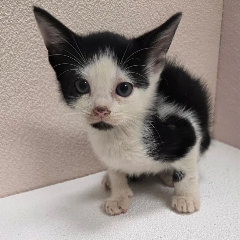 A baby small-sized male Black Domestic Short Hair cat named Balboa for adoption in Jupiter, FL