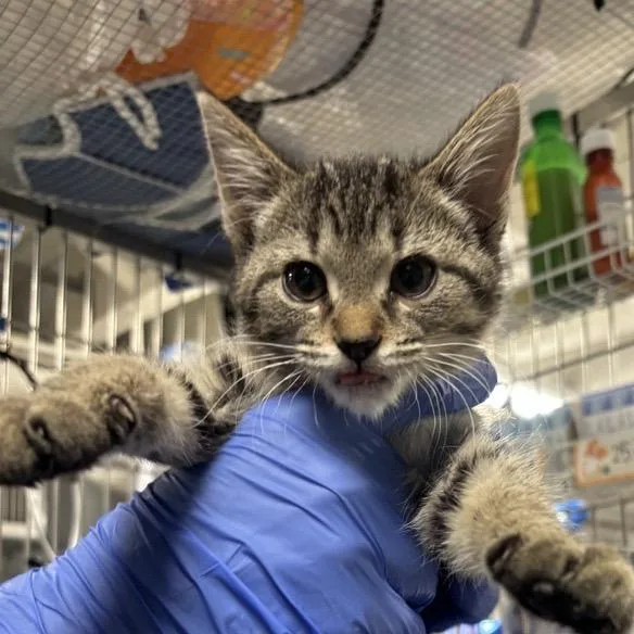 A baby small-sized female Brown / Chocolate Domestic Short Hair cat named North for adoption in New York, NY