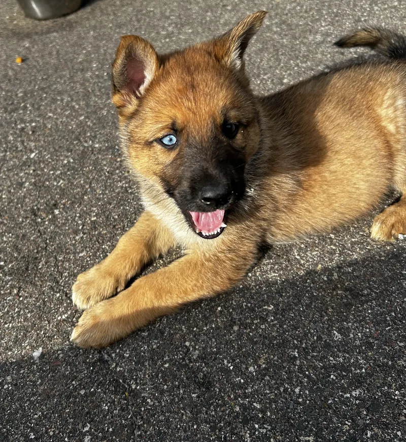 Opie