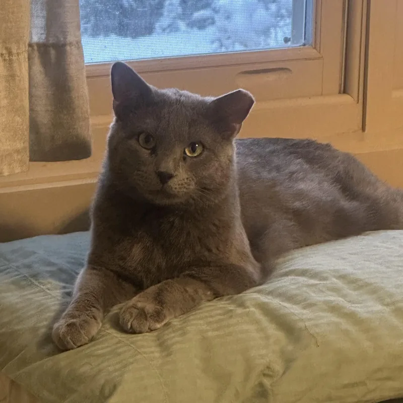 A young medium-sized male Gray / Blue / Silver Domestic Short Hair cat named Astro Bell for adoption in Morrison, CO