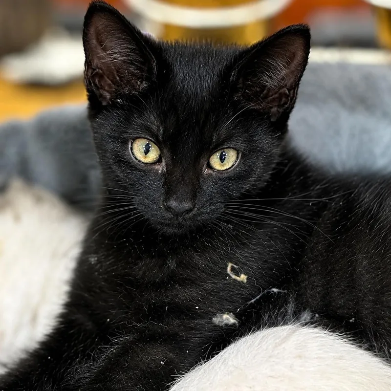 A baby small-sized female Black Domestic Short Hair cat named Koko for adoption in Myrtle Beach, SC