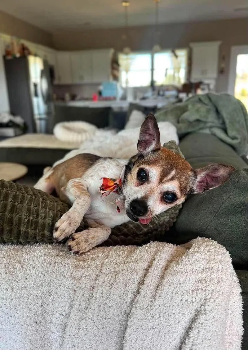A senior small-sized male Chihuahua dog named Mr. Nibbles for adoption in Richmond, KY