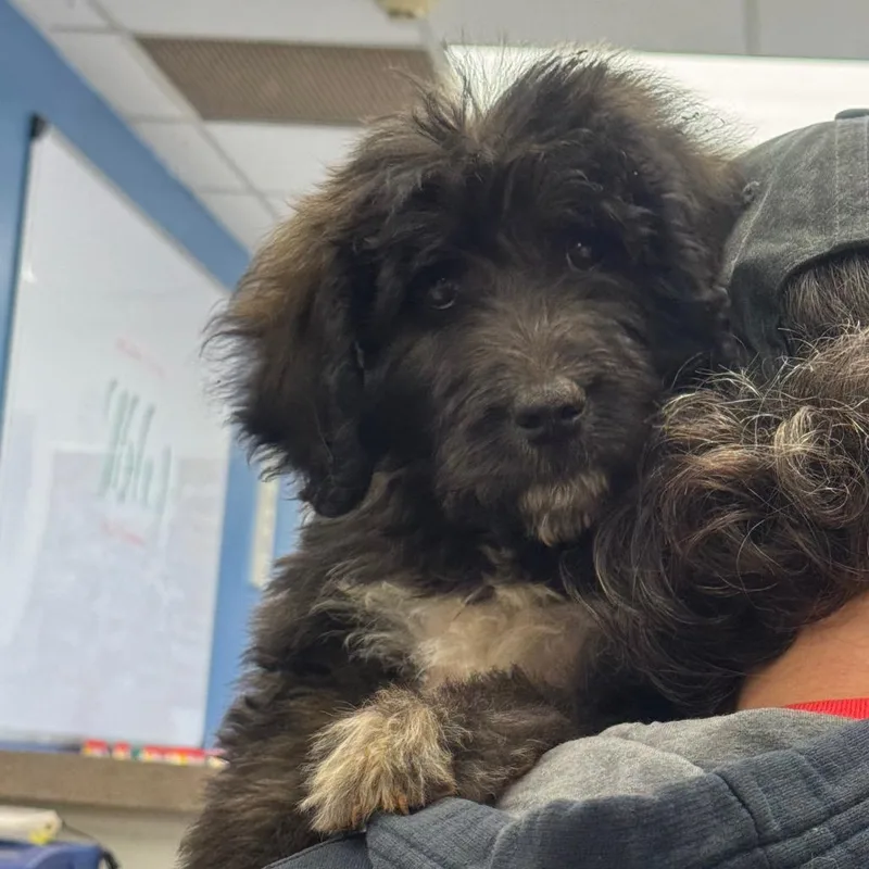 A baby small-sized female Brindle Standard Poodle dog named Delilah for adoption in Birmingham, AL