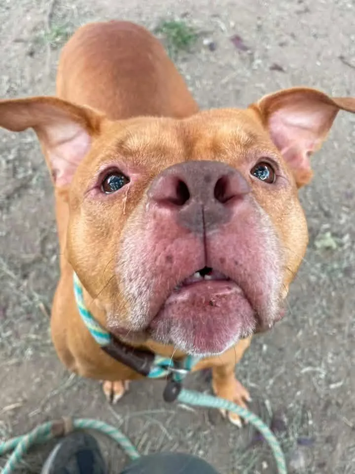 An adult medium-sized female Brown / Chocolate Pit Bull Terrier dog named Yam for adoption in Chicago, IL
