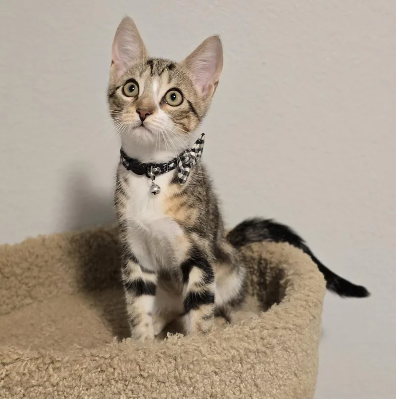 A baby medium-sized male Domestic Short Hair cat named Lisa for adoption in Sedalia, CO