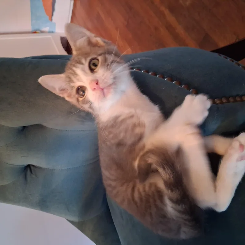 A young medium-sized male Domestic Short Hair cat named Marvin for adoption in Pittsburgh, PA