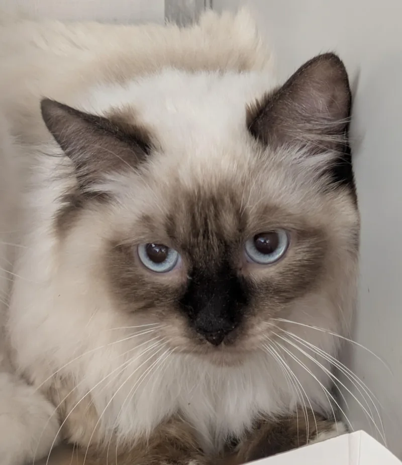 An adult medium-sized male Ragdoll cat named Marlin for adoption in Philadelphia, PA