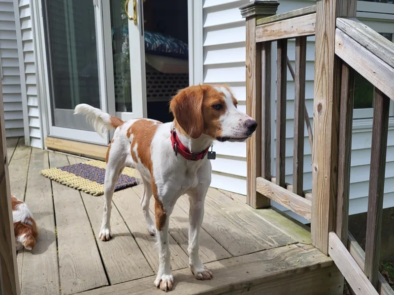 A young medium-sized female Red / Chestnut / Orange Brittany Spaniel dog named Sophie for adoption in Marion, MA