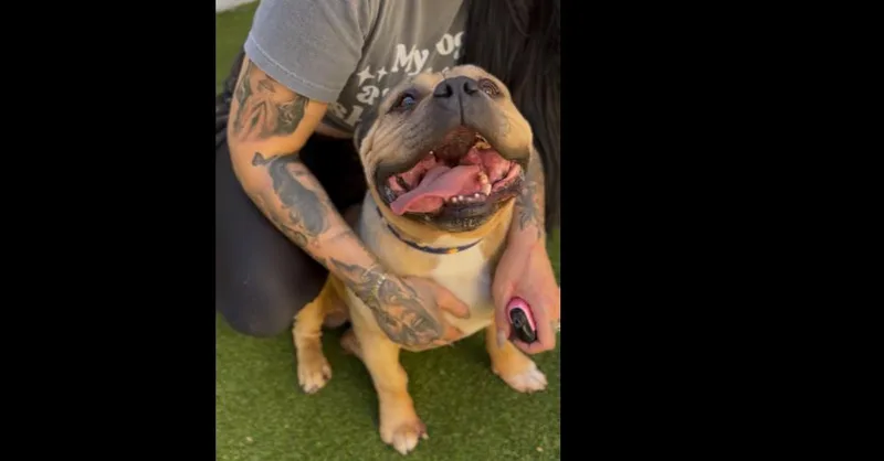 Dozer thumbnail 2