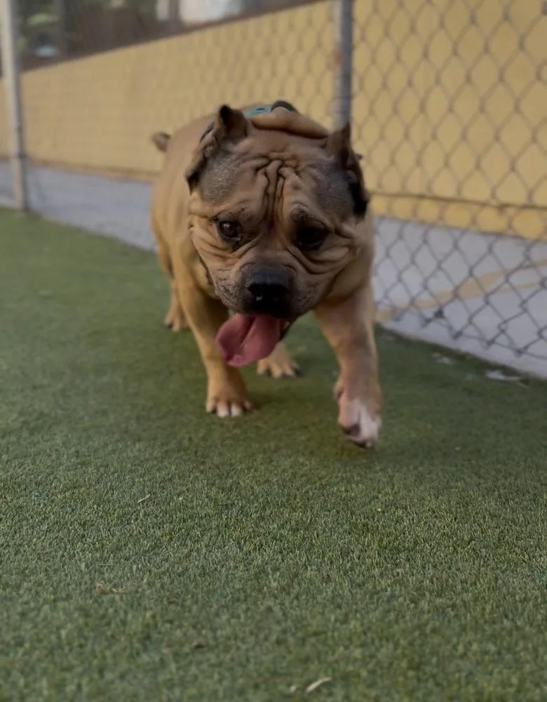 Dozer thumbnail 4