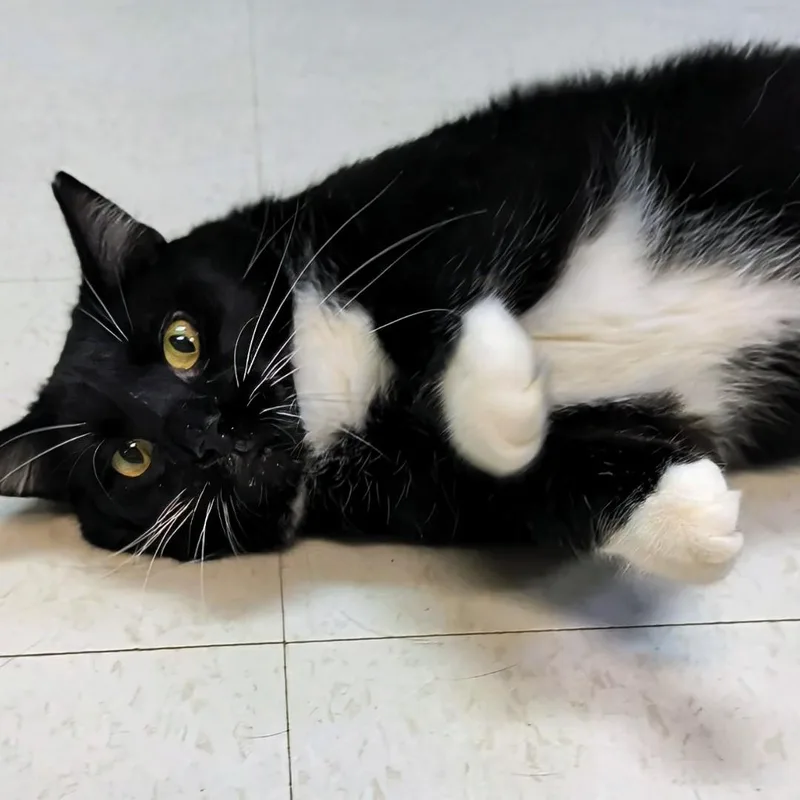 An adult large-sized male Domestic Short Hair cat named Chicken for adoption in West Jefferson, OH