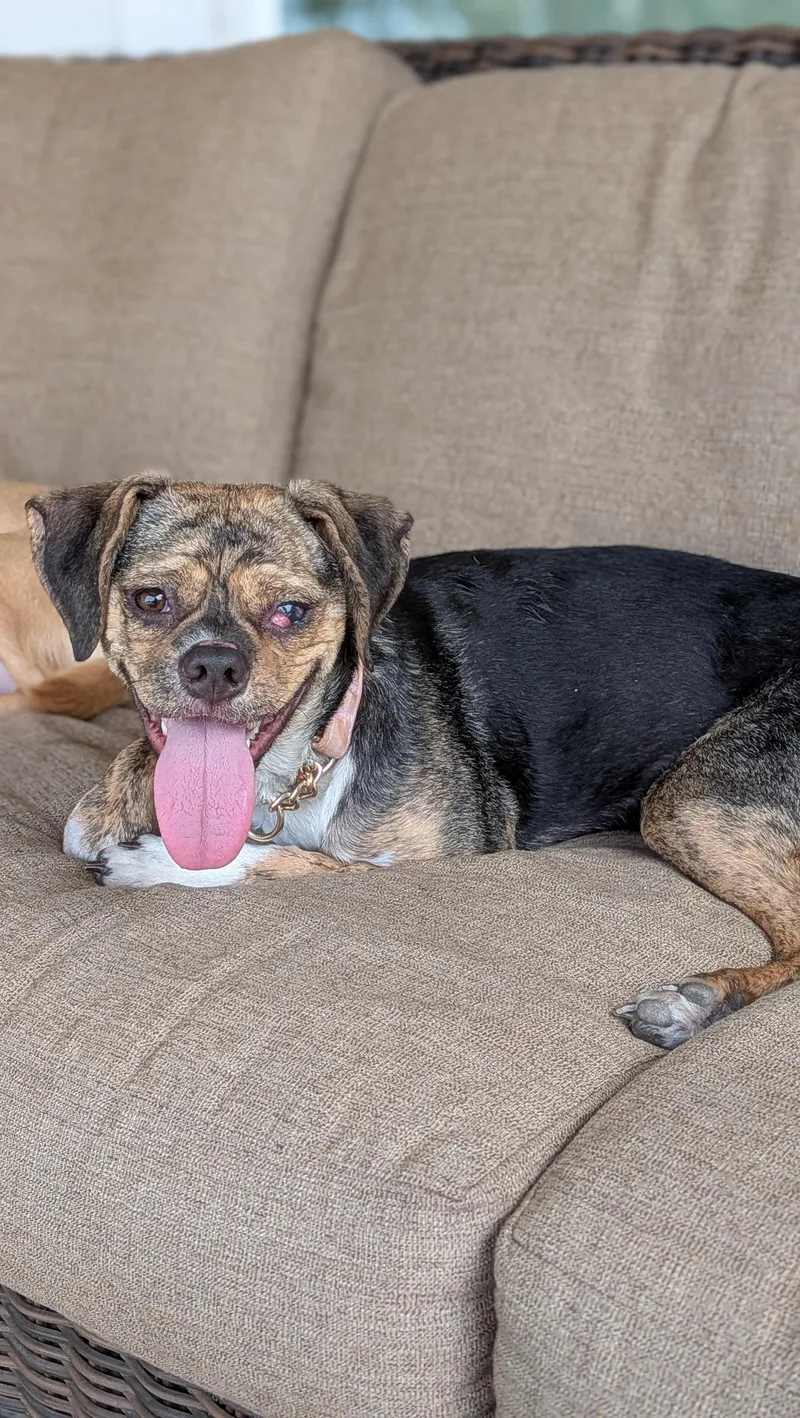 A young small-sized female Bicolor Rat Terrier dog named Lilac for adoption in New Orleans, LA