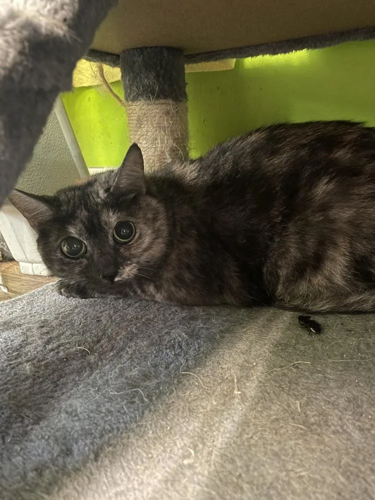 An adult medium-sized female Domestic Short Hair cat named Misty for adoption in Evansville, IN