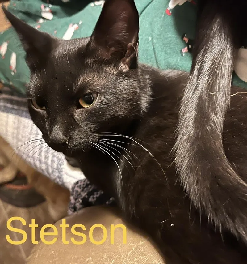 Stetson thumbnail 3