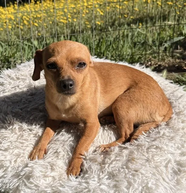 An adult small-sized female Red / Chestnut / Orange Chihuahua dog named Little Red Riding Hood for adoption in Santa Rosa, CA