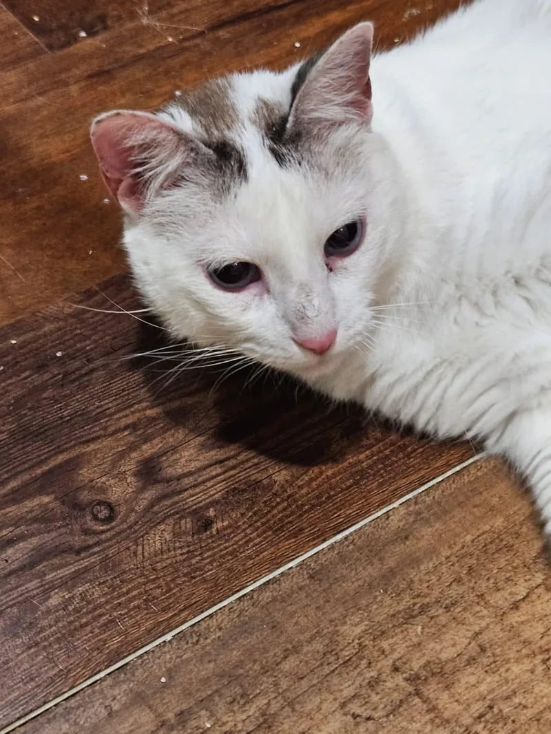 Snowberry thumbnail 2