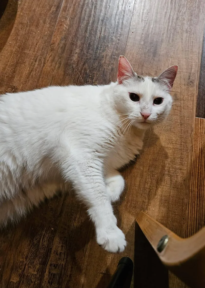 Snowberry thumbnail 3