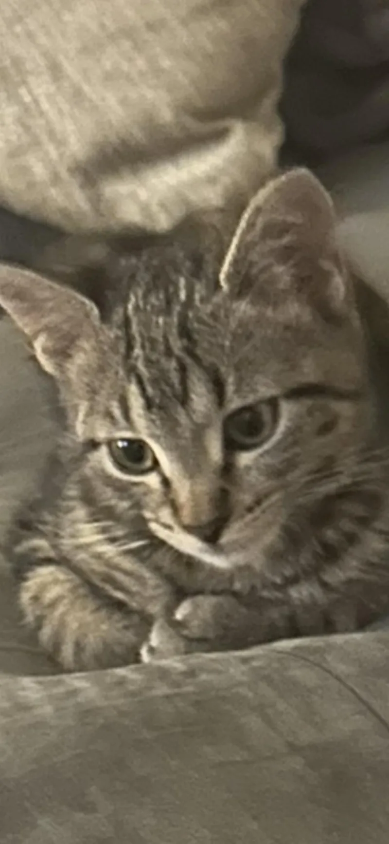 A young medium-sized female Brown / Chocolate Domestic Short Hair cat named Zuzu for adoption in Scottsdale, AZ