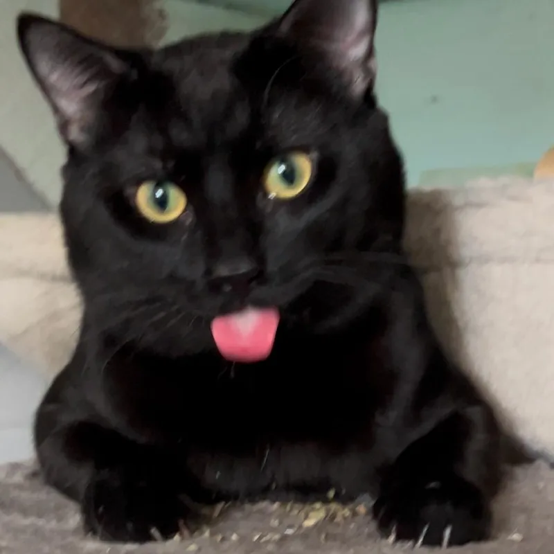 An adult medium-sized male Black Domestic Medium Hair cat named Panchito for adoption in Chicago, IL