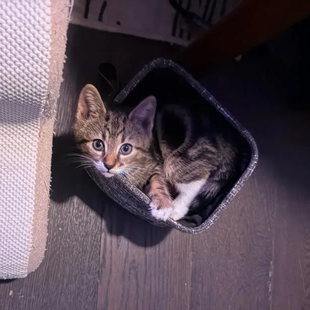 A baby small-sized female Brown / Chocolate Domestic Short Hair cat named Funnel Cake for adoption in Charlotte, NC