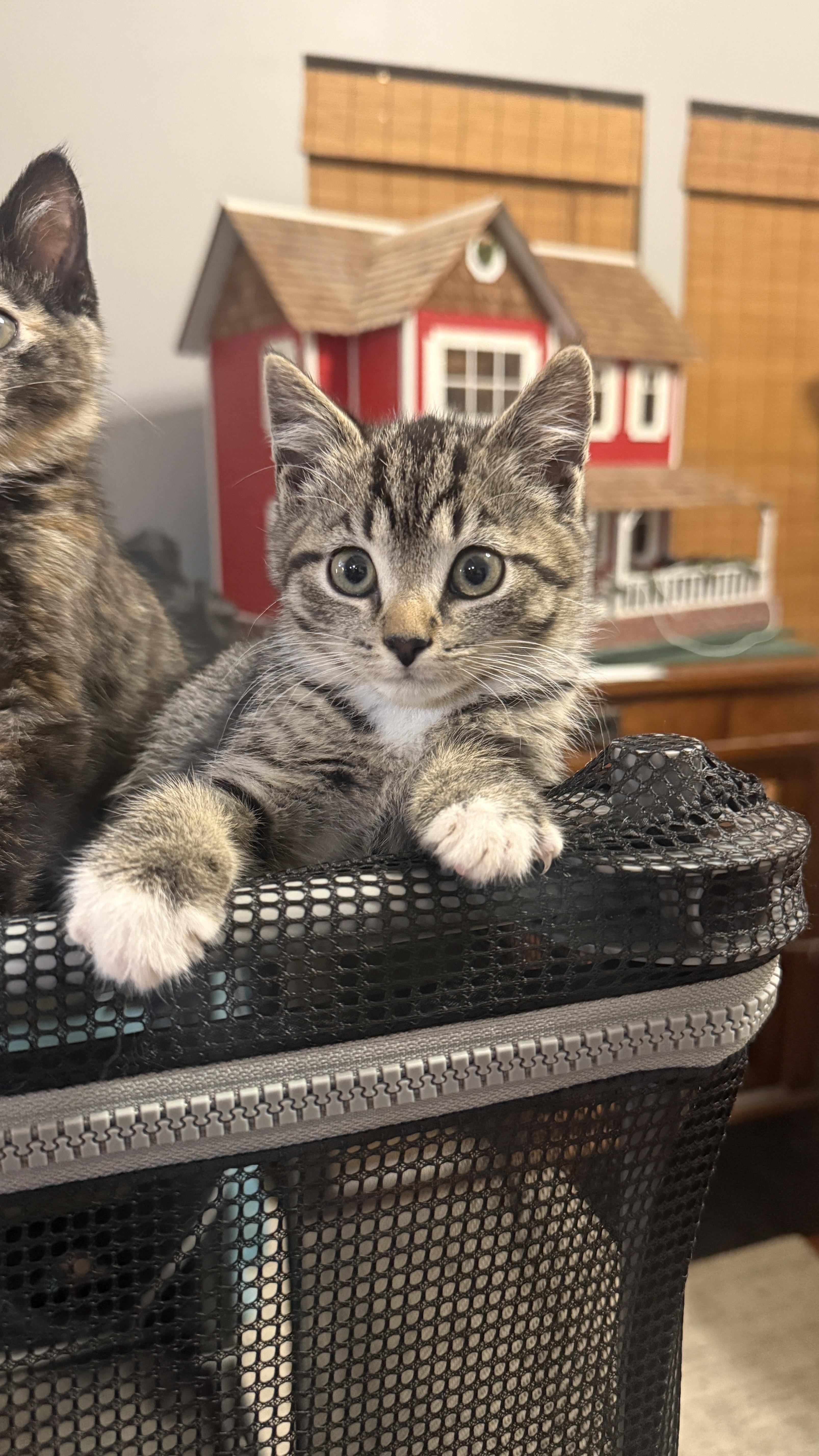 A baby medium-sized male Domestic Short Hair cat named Zeus for adoption in Waxhaw, NC