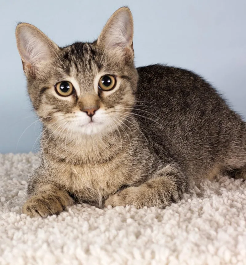 A baby small-sized male Domestic Short Hair cat named Wile E for adoption in Gilbert, AZ