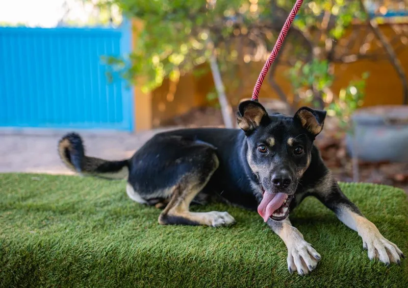 A baby medium-sized male Shepherd dog named Jay for adoption in Anacortes, WA